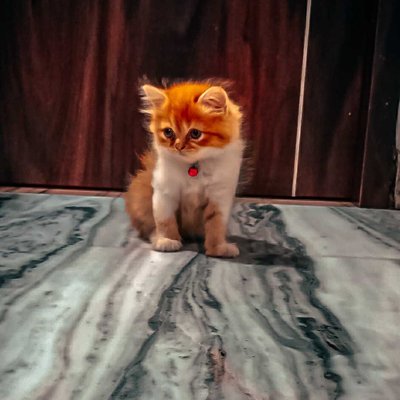 kitty 🐈