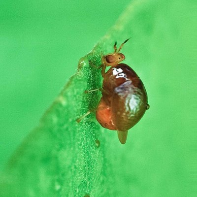 Little Insect 🙈🙈