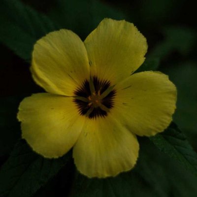 Turnera Ulmifolia