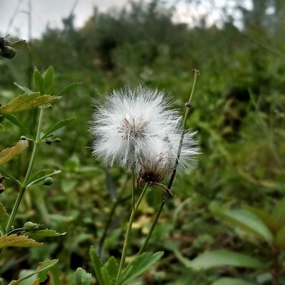 Dandelion