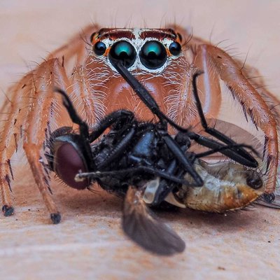jumping spider 