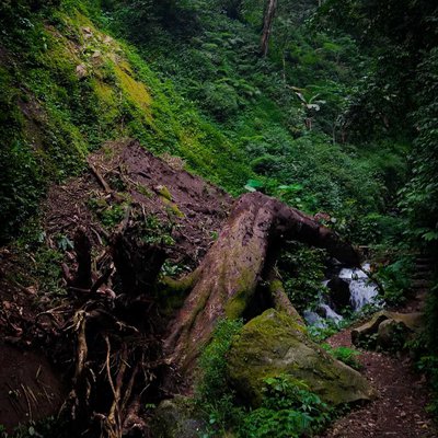 Pohon Tumbang