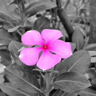 sadabahar flower