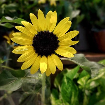 📍Common sunflower