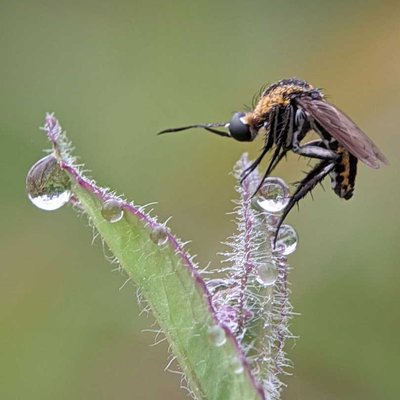 Toxophora
