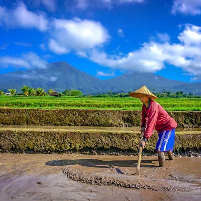 Bajak Sawah