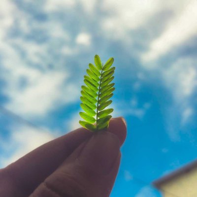 sunlight with green 