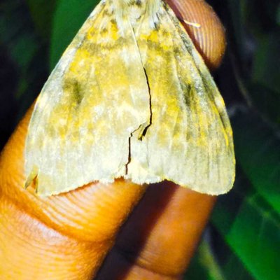 Lymantria dispar.