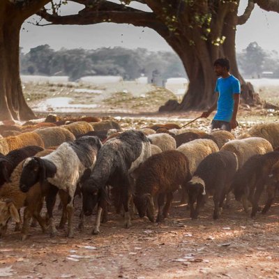 A shepherd 