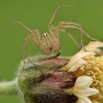 Lynx spider