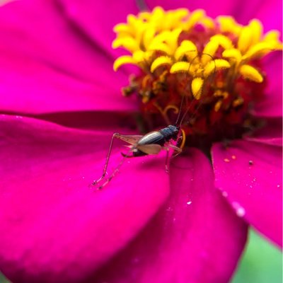 Gryllidae and Flowers || Jangkrik dan bjnga