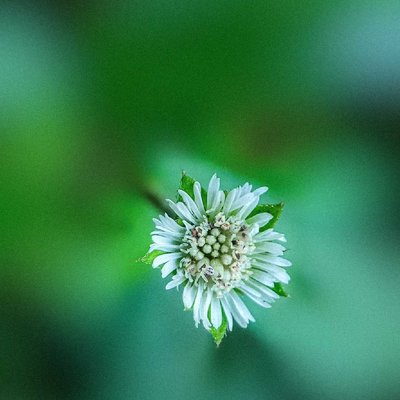 Green Series : Post No - 1 