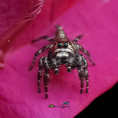 Hyllus Male