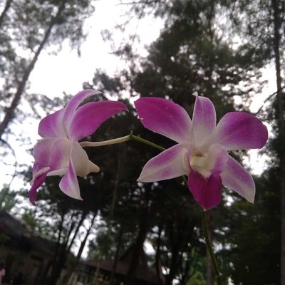Dendrobium anosmum
