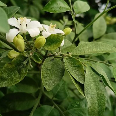 Jasmine Flower 🌼