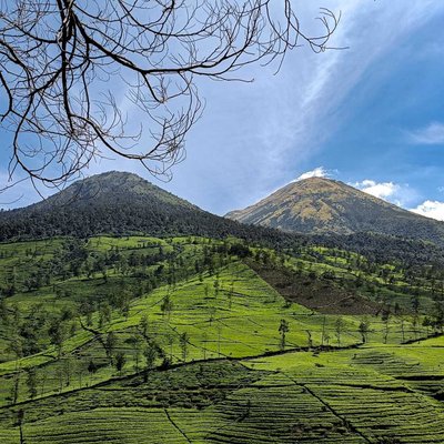 KEMBANG SINDORO