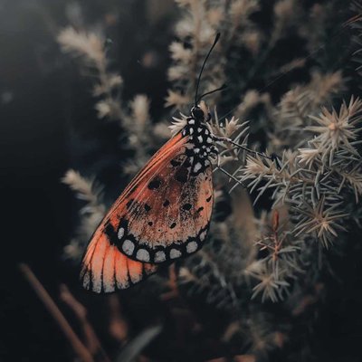 🦋❤️