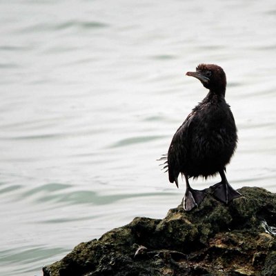 Cormorant