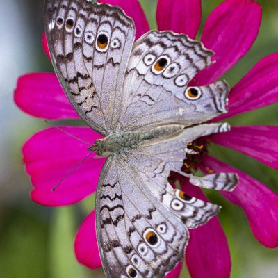 Junonia atlites