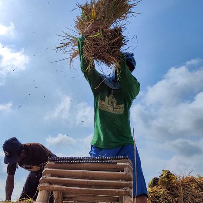 proses panen padi