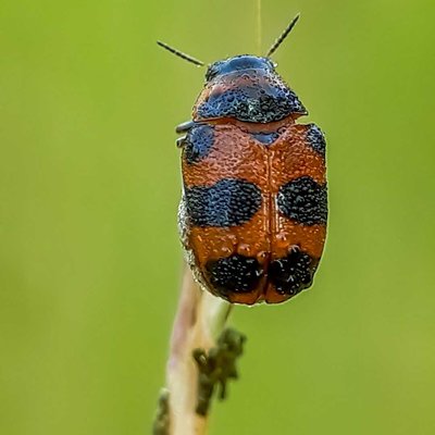 Gonioctena
