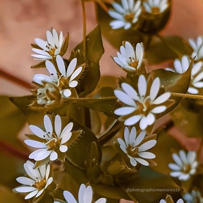 Caryophyllaceae 