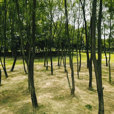 Greenery