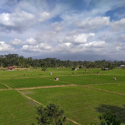 Sawah Mempentang Luas