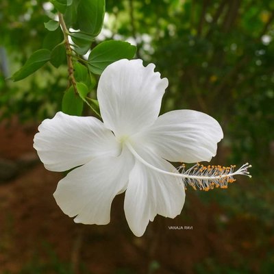 Hibiscus 🌺🌿🤍