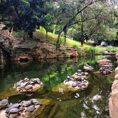 dozens of turtles in Hong Kong park