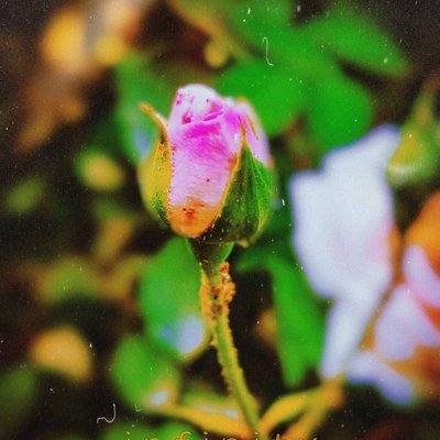 🌷