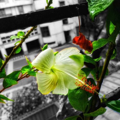 Hibiscus 🌺