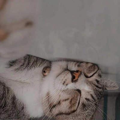 KUCING BELANG
