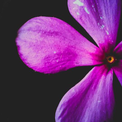 🌸