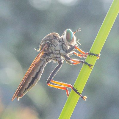Asilidae