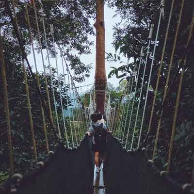 walking in the trees