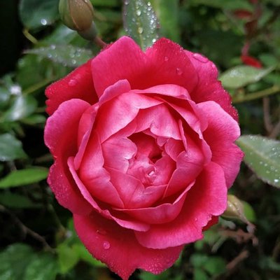😍🌹📸