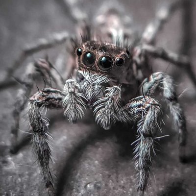 Tan Jumping spider 🕷