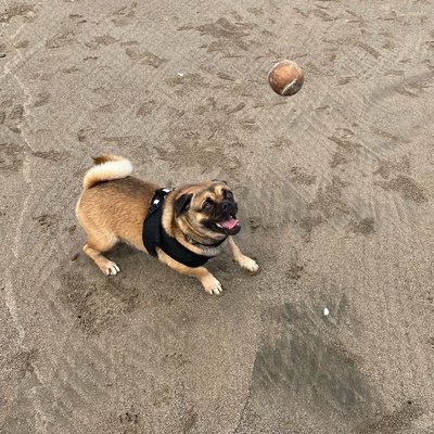 my dog