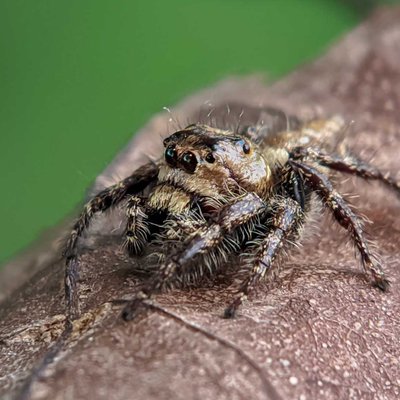 HYLLUS DIARDI