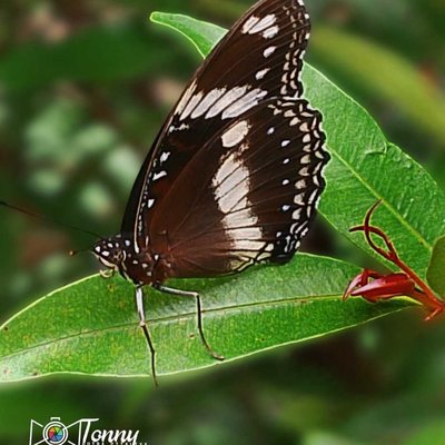 Buttefly