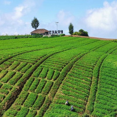 Ladang hijau