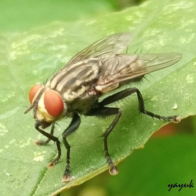 Lalat Daging (Sarcophagidae) 