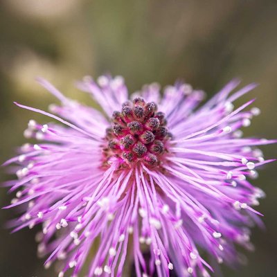 Mimosa Pudica