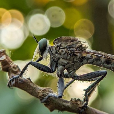 Robberfly 📸💚