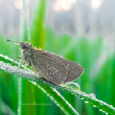 Butterfly Beauty ❤️🦋