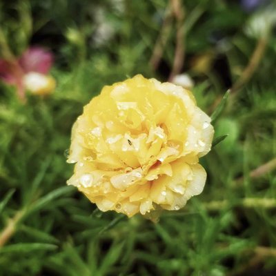 Bunga Krokot Kuning
