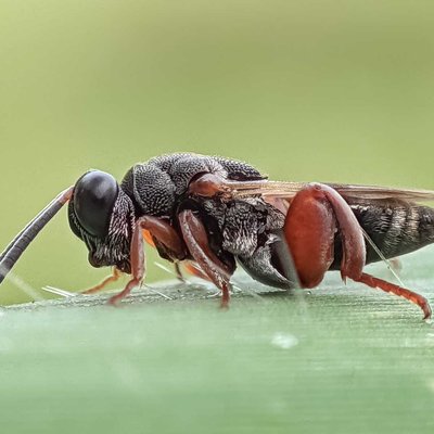 Brachymeria