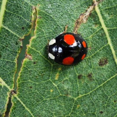 Ladybird 🐞❤️