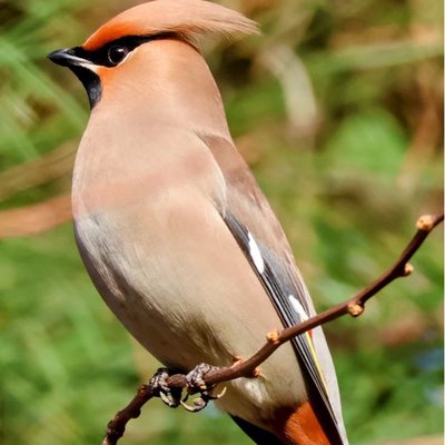 Bohemian waxwings